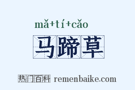 马蹄草是什么意思的图片